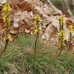 Asphodeline lutea habit picture by Szabolcs Frater (cc-by-sa)