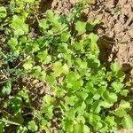 Ranunculus parviflorus habit picture by Sergio costantini (cc-by-sa)