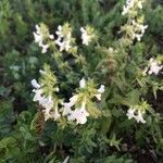 Stachys annua habit picture by Antoine Fournier (cc-by-sa)