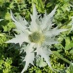 Eryngium giganteum leaf picture by Franz Hieronimus (cc-by-sa)