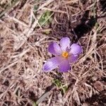 Crocus vernus flower picture by Clément Couloigner (cc-by-sa)