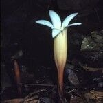 Voyria clavata flower picture by Daniel Barthelemy (cc-by-nc)