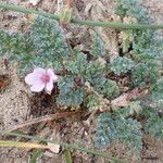 Erodium lebelii habit picture by Gaël Covain (cc-by-sa)