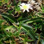 Oritrophium limnophilum habit picture by Fabien Anthelme (cc-by-sa)