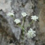 Carum appuanum flower picture by Roberto Dessì (cc-by-sa)