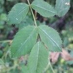 Rosa corymbifera leaf picture by Manon G (cc-by-sa)