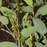 Calopogonium mucunoides habit picture by Nelson Zamora Villalobos (cc-by-nc)