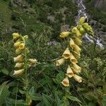 Digitalis grandiflora flower picture by Zheng Huang (cc-by-sa)