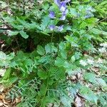 Vicia onobrychioides habit picture by Lucce Picolo (cc-by-sa)