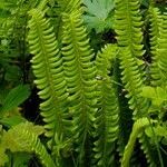 Polystichum lonchitis leaf picture by Alain Lagrave (cc-by-sa)