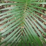 Euterpe edulis leaf picture by clesio lopes (cc-by-sa)