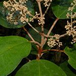 Miconia argentea habit picture by Nelson Zamora Villalobos (cc-by-nc)