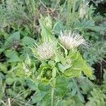 Cirsium oleraceum flower picture by Stéphane Quertinmont (cc-by-sa)