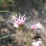 Palafoxia rosea flower picture by Sarah Darling (cc-by-sa)