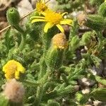 Senecio viscosus flower picture by Francois Mansour (cc-by-sa)