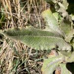 Senecio isabelis leaf picture by Fabien Anthelme (cc-by-sa)