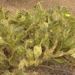 Opuntia stricta habit picture by Maarten Vanhove (cc-by-sa)