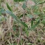 Symphyotrichum ericoides habit picture by Christina Emery (cc-by-sa)