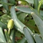 Galanthus nivalis fruit picture by Else Nolden (cc-by-sa)