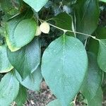 Styrax officinalis leaf picture by lapar (cc-by-sa)