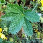 Potentilla crantzii leaf picture by Giode Tonpino (cc-by-sa)