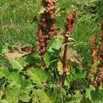 Rumex alpinus fruit picture by Willem Defieuw (cc-by-sa)