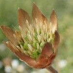 Xeranthemum cylindraceum fruit picture by Yoan MARTIN (cc-by-sa)