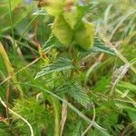 Rhinanthus minor leaf picture by Ugo Baer (cc-by-sa)