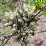 Tillandsia bryoides habit picture by Trap Hers (cc-by-sa)