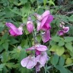 Lathyrus heterophyllus flower picture by Pietro Brignoli (cc-by-sa)