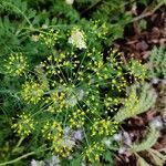 Anethum graveolens flower picture by wildpersimmon (cc-by-sa)