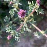 Verbena supina flower picture by Pascua Javier (cc-by-sa)