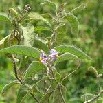 Solanum campylacanthum habit picture by Maarten Vanhove (cc-by-sa)