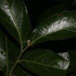 Mortoniodendron costaricense leaf picture by Nelson Zamora Villalobos (cc-by-nc)