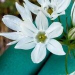 Triteleia hyacinthina flower picture by Ethan Greer (cc-by-sa)