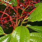 Miconia affinis habit picture by Nelson Zamora Villalobos (cc-by-nc)