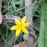 Hypoxis decumbens flower picture by Trap Hers (cc-by-sa)