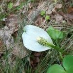 Calla palustris flower picture by Jaak Pärtel (cc-by-sa)