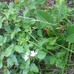 Rubus caesius habit picture by Pierre Sosson (cc-by-sa)