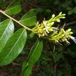 Hirtella tubiflora flower picture by Nelson Zamora Villalobos (cc-by-nc)