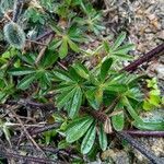 Lupinus bogotensis leaf picture by Gabriel OLLIVIER (cc-by-sa)