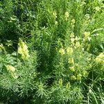 Linaria vulgaris habit picture by Michael Andresek (cc-by-sa)