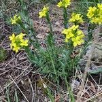 Alyssoides utriculata habit picture by Jona Luther-Mosebach (cc-by-sa)