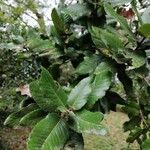 Eucryphia cordifolia leaf picture by Salazar Ramón (cc-by-sa)