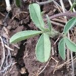 Crotalaria uguenensis leaf picture by susan brown (cc-by-sa)