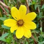 Bidens laevis flower picture by Trap Hers (cc-by-sa)