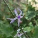 Petromarula pinnata flower picture by Franc-Christophe BAURENS (cc-by-sa)