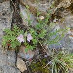 Veronica fruticulosa habit picture by Llandrich anna (cc-by-sa)