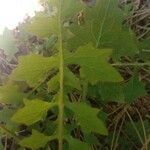 Lactuca muralis leaf picture by Luna Aixin (cc-by-sa)