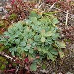 Sibbaldia procumbens habit picture by Yoan MARTIN (cc-by-sa)